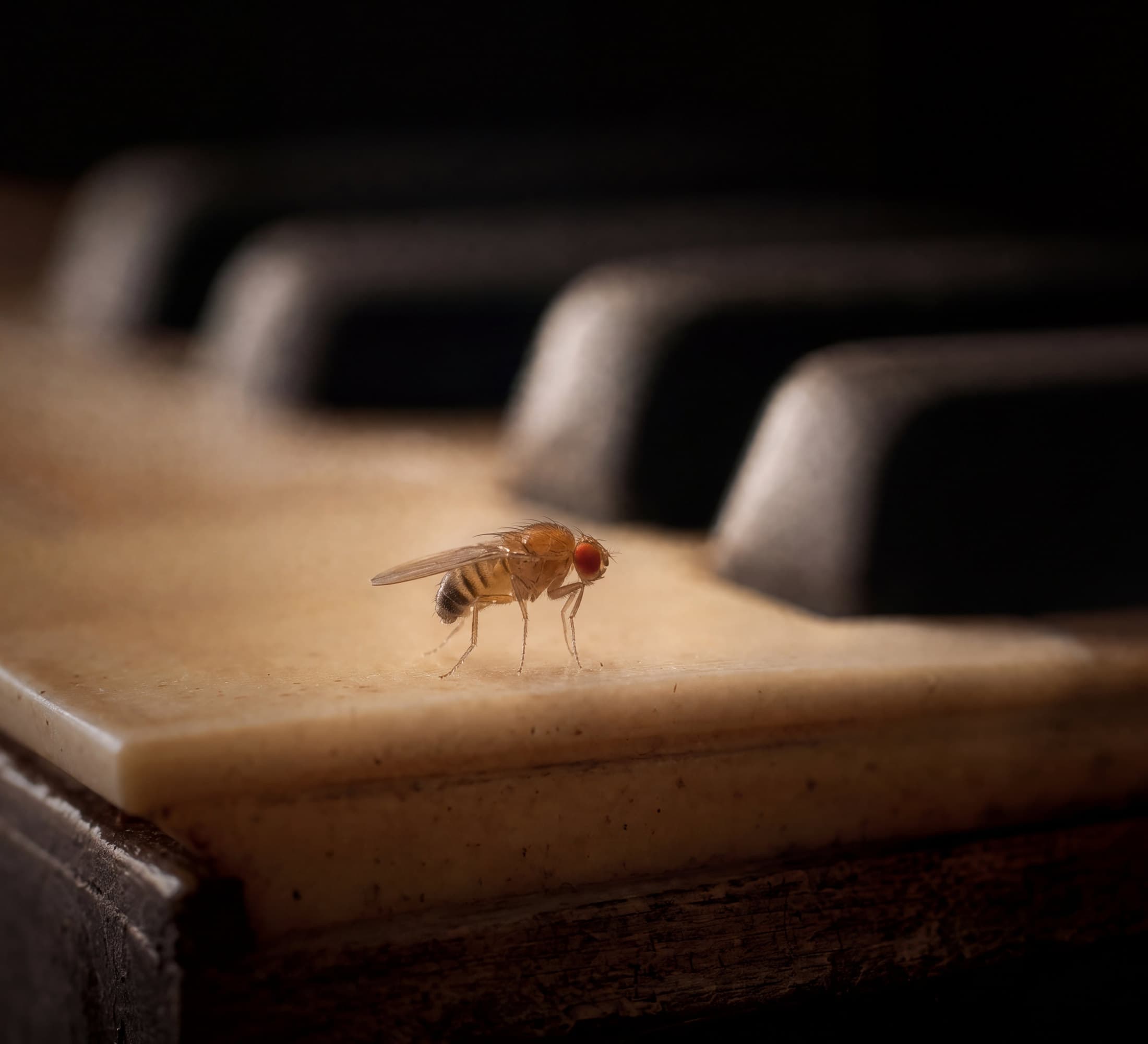 An AI-generated image: a fruit fly standing on the worn ivory key of a piano at night, with the black keys behind it blurring into shadow.