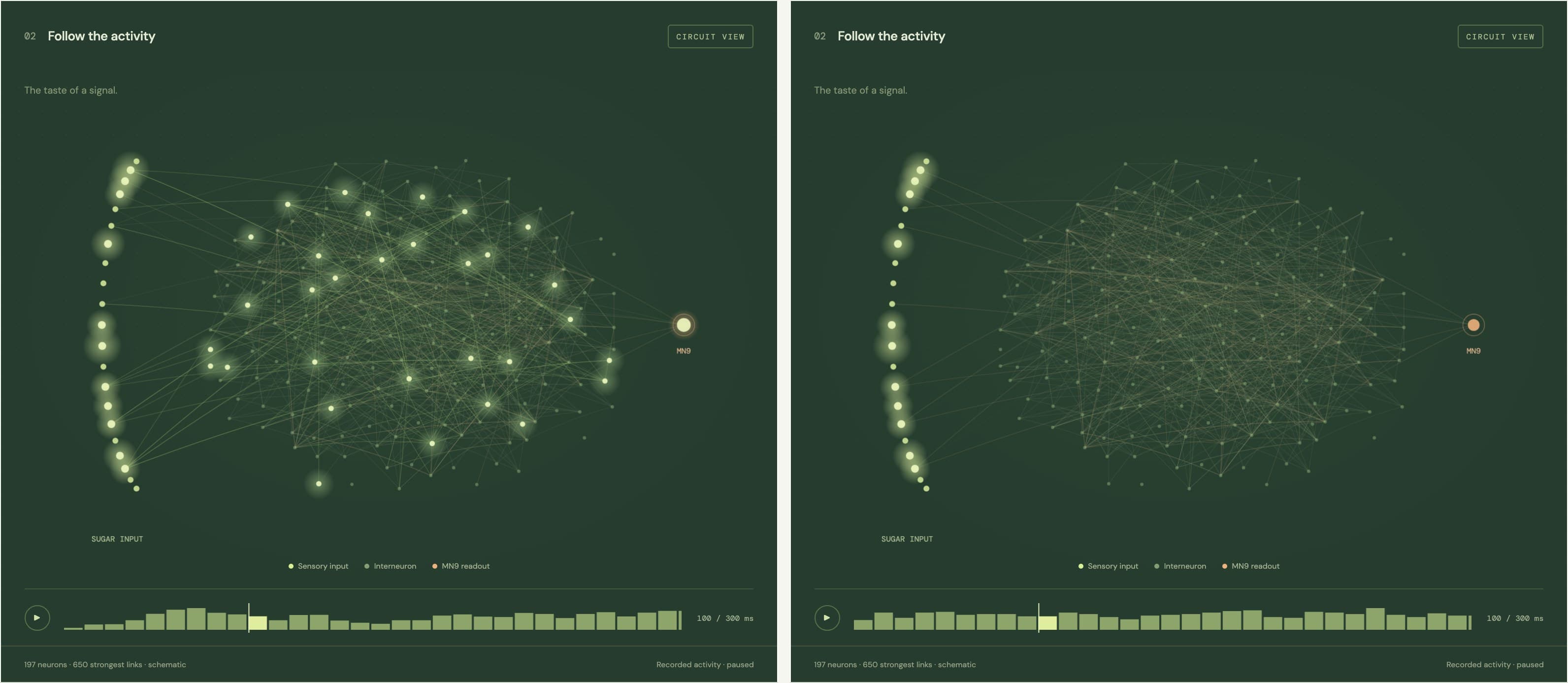 Two views of the lab's circuit, side by side. On the left, the sugar inputs and many neurons beyond them glow. On the right, only the sugar inputs glow.